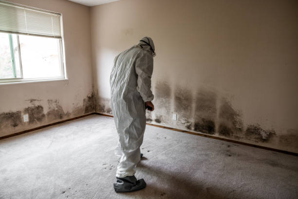 Mold Inspection